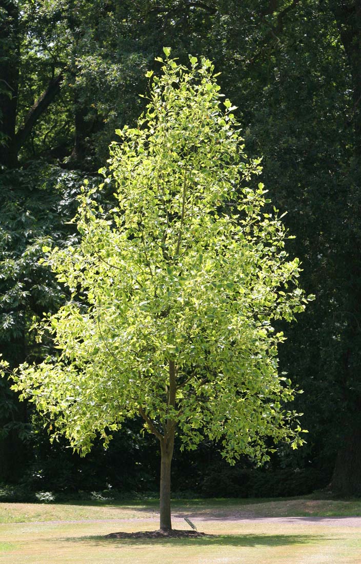 LIRIODENDRON TULIPIFERA 